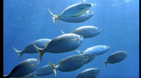 La alegría, garantía de belleza